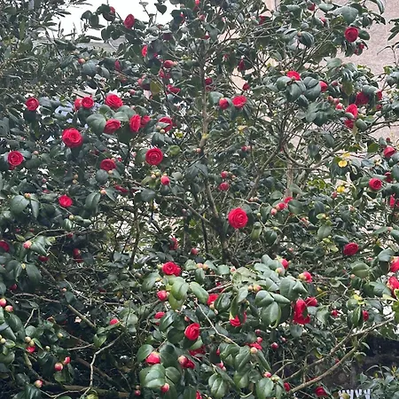 Bed And Birds וילה *