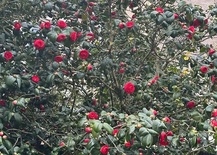 Bed And Birds וילה *