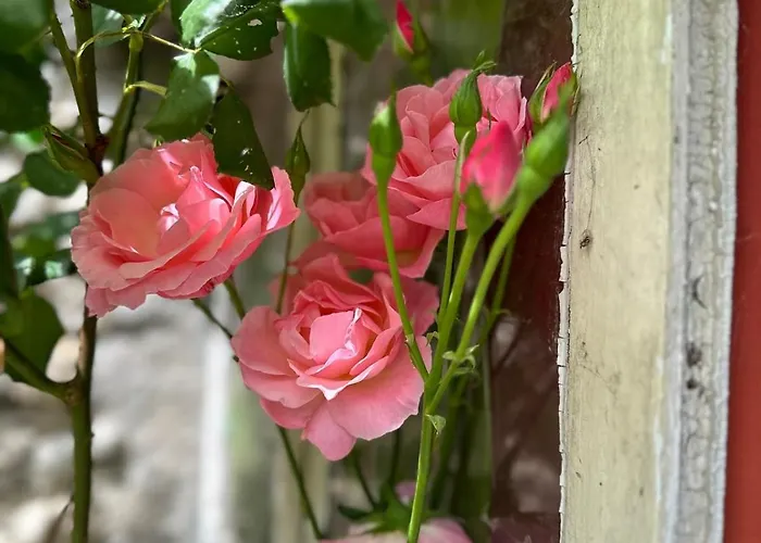 וילה Bed And Birds טור